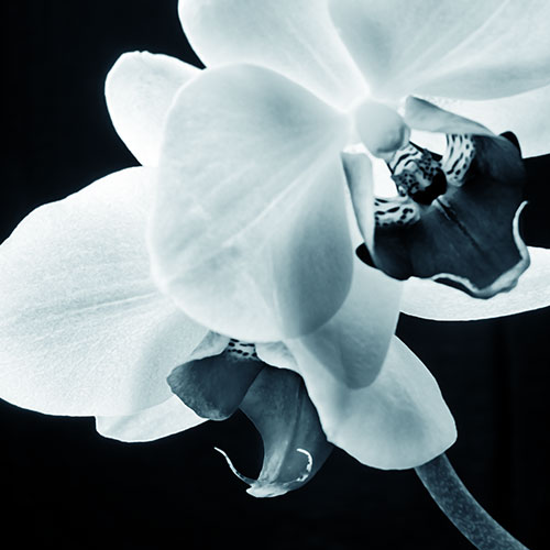 orchid-2