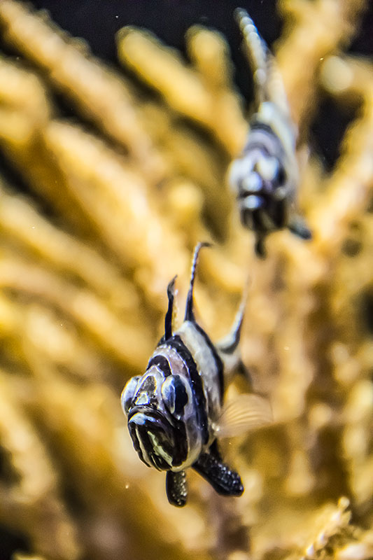 bug-eyed-fish