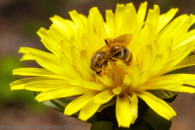 Bee Today Honey Tomorrow