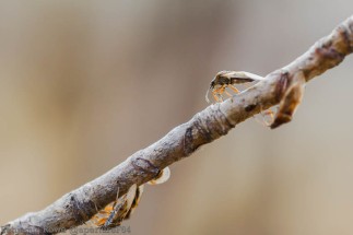Insects strolling on a twig
