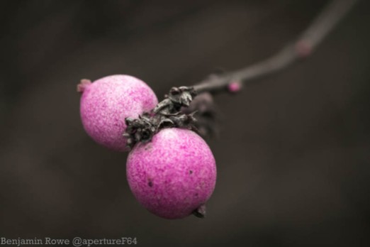 Last winter berries